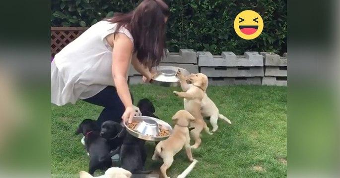 Diese Welpen warten auf ihr Essen. Als sie zu essen beginnen, passiert etwas wirklich Witziges!
