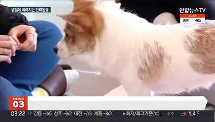 버려지는 반려동물…"명절 기간에 집중돼"