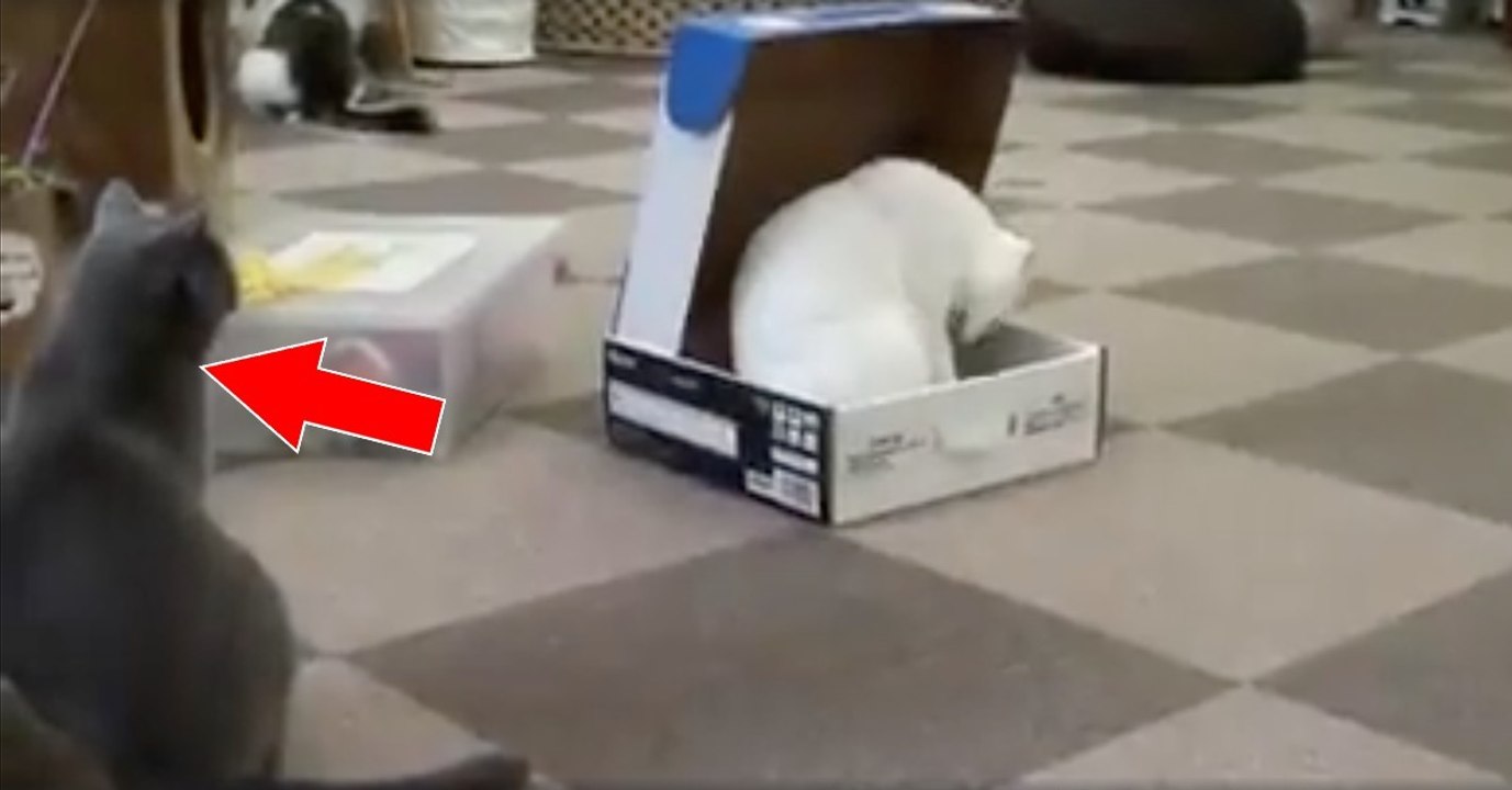 Ihre Freundin ist neidisch auf die schöne Box. Doch was sie dann macht, lässt alle sprachlos!