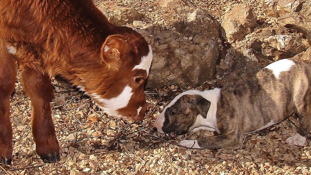Seit ihrer Rettung verhält sich diese entzückende Mini-Kuh wie ein Hund!