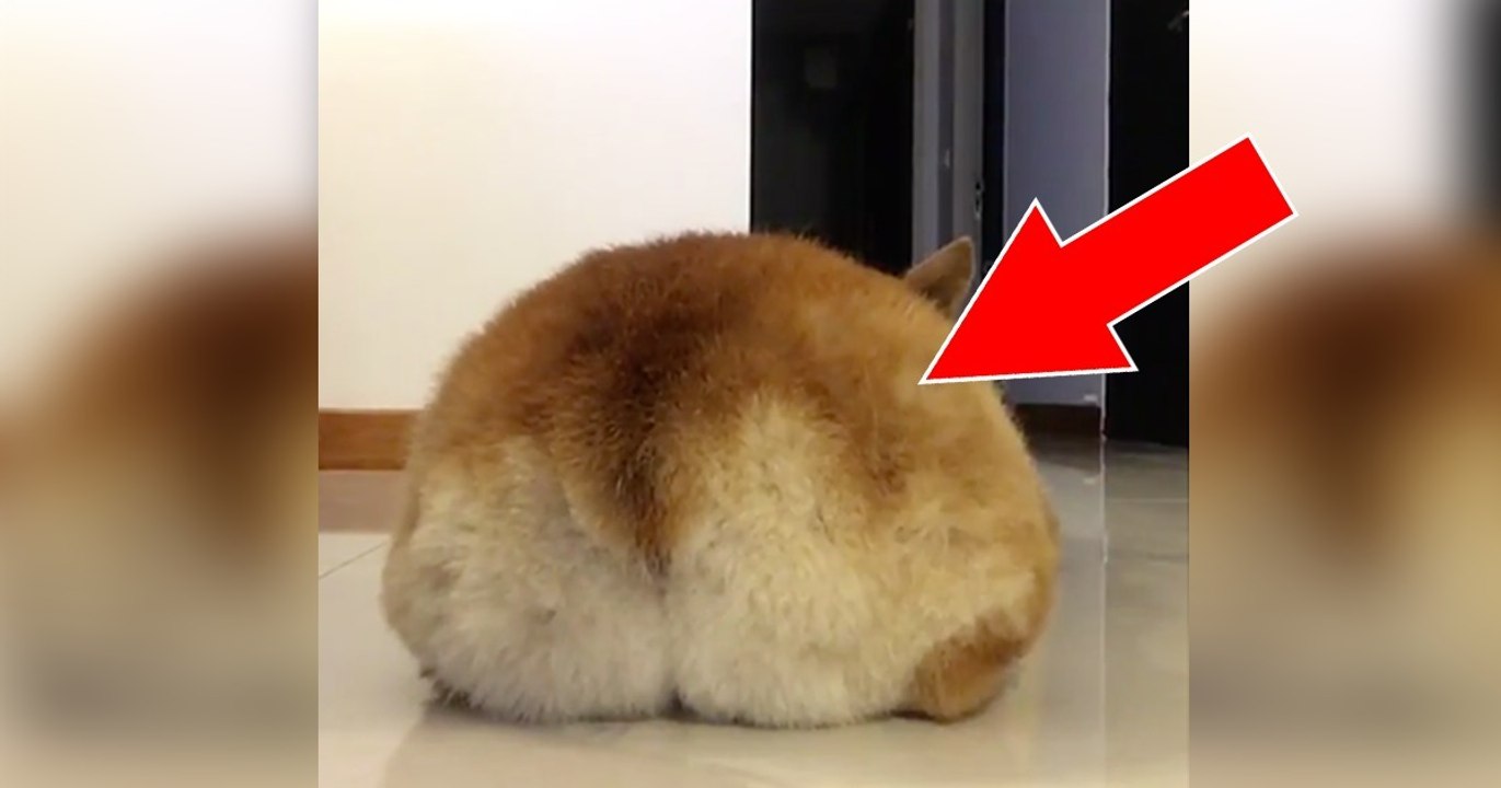 Was das Herrchen gleich mit dem Corgi macht, wird euch zum Lachen bringen!