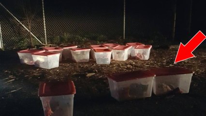Ein Tierheim entdeckt 16 in der Nacht ausgesetzte Katzen in Plastikboxen