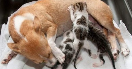 Eine ihrer Jungen beraubte Hundemutter adoptiert drei verwaiste Kätzchen und findet wieder Geschmack am Leben