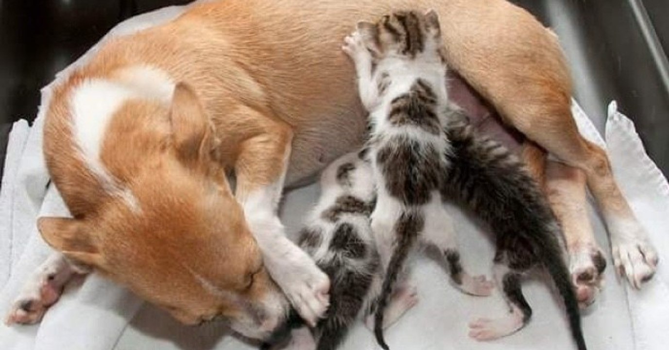 Eine ihrer jungen beraubte hundemutter adoptiert drei verwaiste kätzchen und findet wieder geschmack am leben