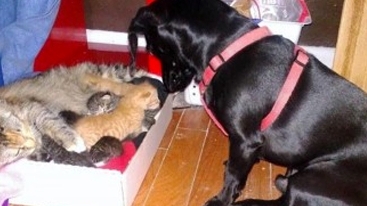 Katzenmama bringt 7 Junge zur Welt. Doch dann kommt der Hund...