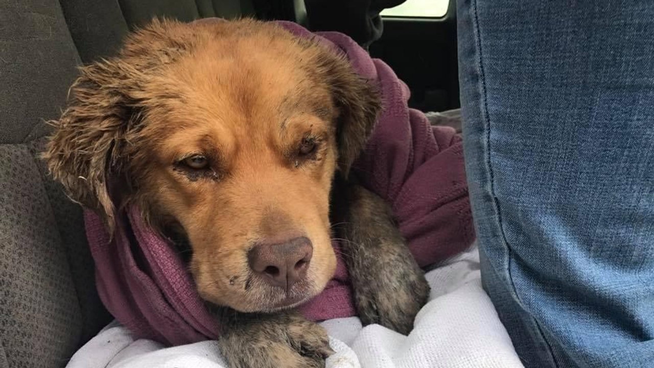 Eine Organisation rettet einen völlig traumatisierten Hund, nachdem er von anderen Tieren angegriffen wurde