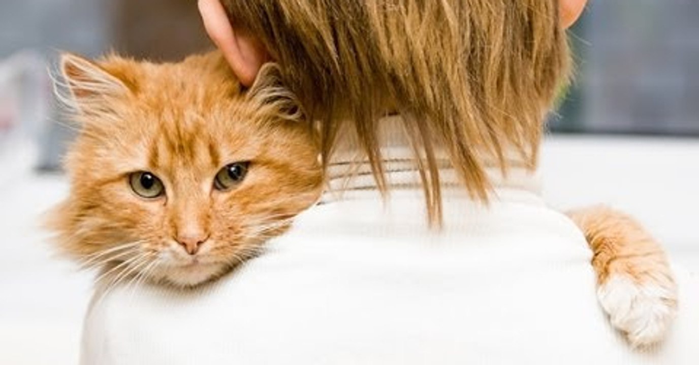Laut Wissenschaft betrachten Katzen ihre Besitzer als... dumme Sklaven!
