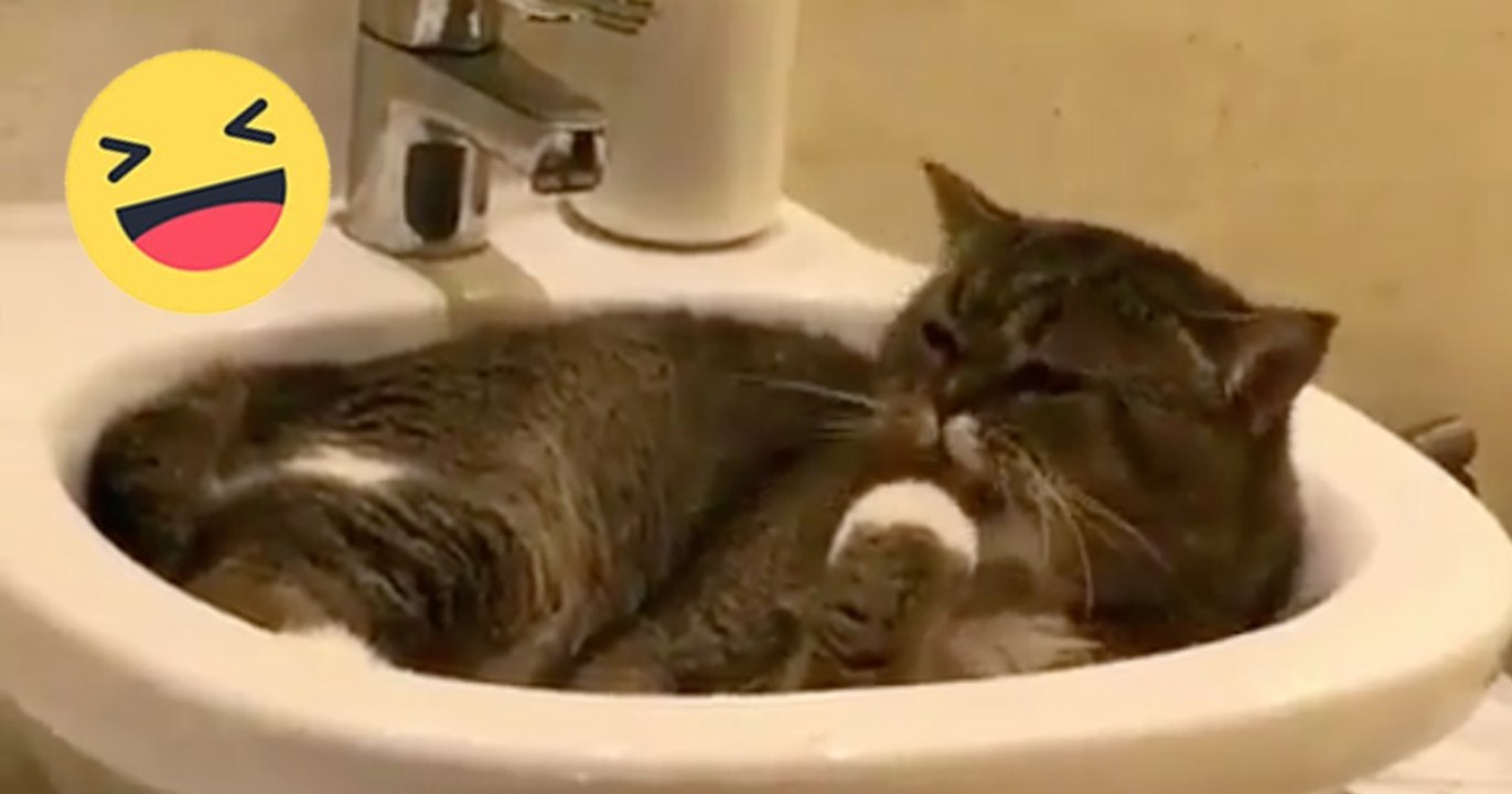 Sie fühlt sich völlig unbeobachtet im Waschbecken. Doch als die Katze ihr Herrchen bemerkt, reagiert sie einfach genial!