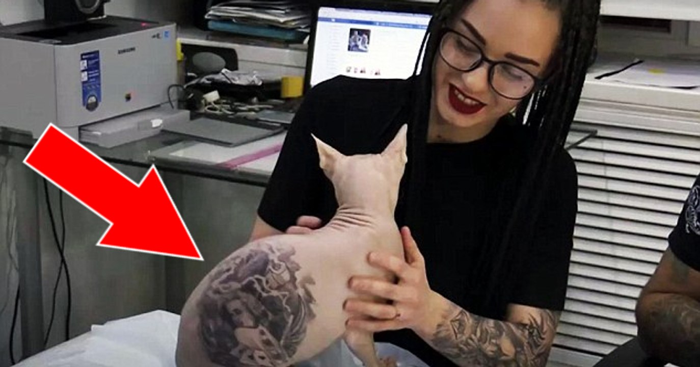 Ein russischer Tattoo-Künstler tätowiert viermal seine Sphinx-Katze... Jetzt wird er von Tierschutzorganisationen angeprangert
