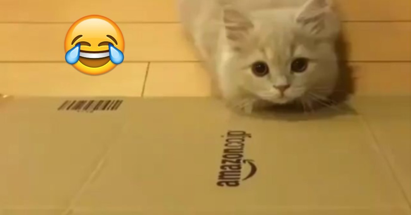 Das Kätzchen möchte den Karton hochkrabbeln, doch dann...