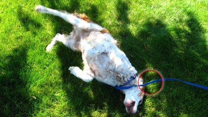 Prozessionsraupen gefährlich für Hunde