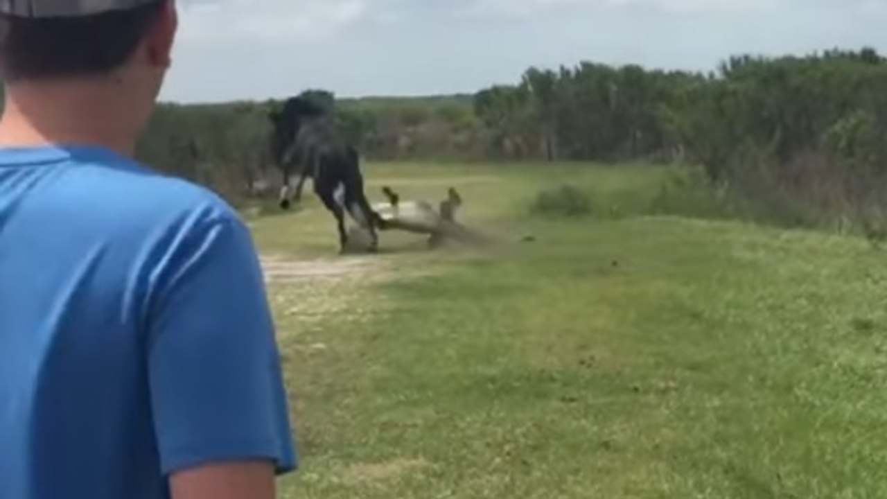 Sie filmen wie ein Pferd versucht, sich gegen einen Alligator zu verteidigen