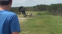 Sie filmen wie ein Pferd versucht, sich gegen einen Alligator zu verteidigen