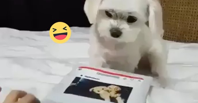 Fiffi nimmt einen Computerkurs. Als sie ihm den Computer hindreht, reagiert er einfach witzig!