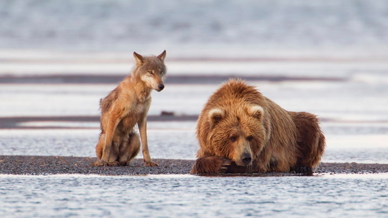 Donald Trump: Die Luftjagd auf Bären und Wölfe in Alaska ist jetzt wieder gestattet