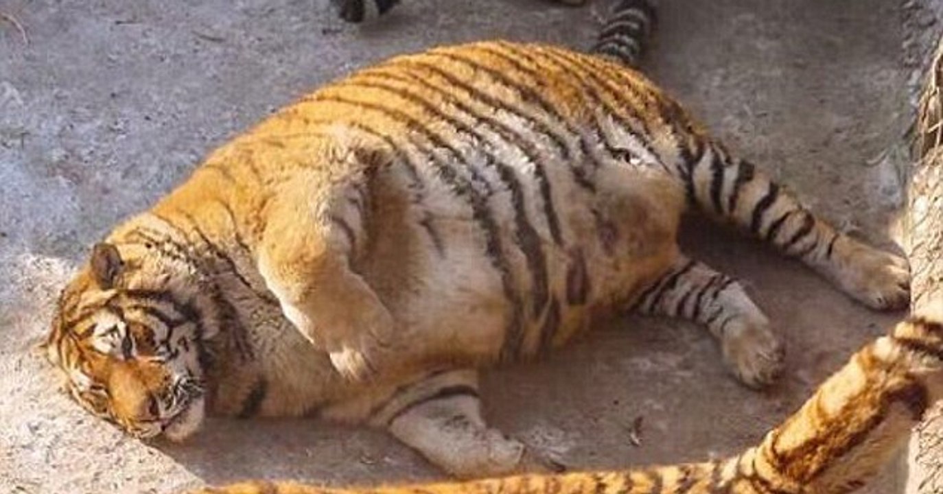 Er sieht den dicken Tiger am Boden liegen und erfährt dann die traurige Wahrheit