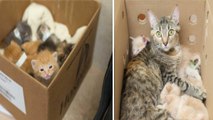 Eine Katze hat 14 ausgesetzte Katzenbabys gerettet