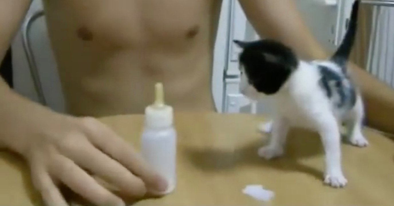 Als das Kätzchen die Flasche sieht, gibt es kein Halten mehr