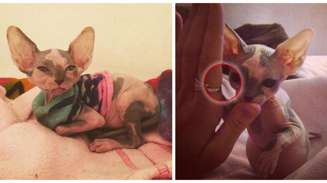 Fällt Dir auf diesem Foto etwas auf? Wegen DIESEM Detail gibt ihr Frauchen das Kätzchen einfach wieder zurück...