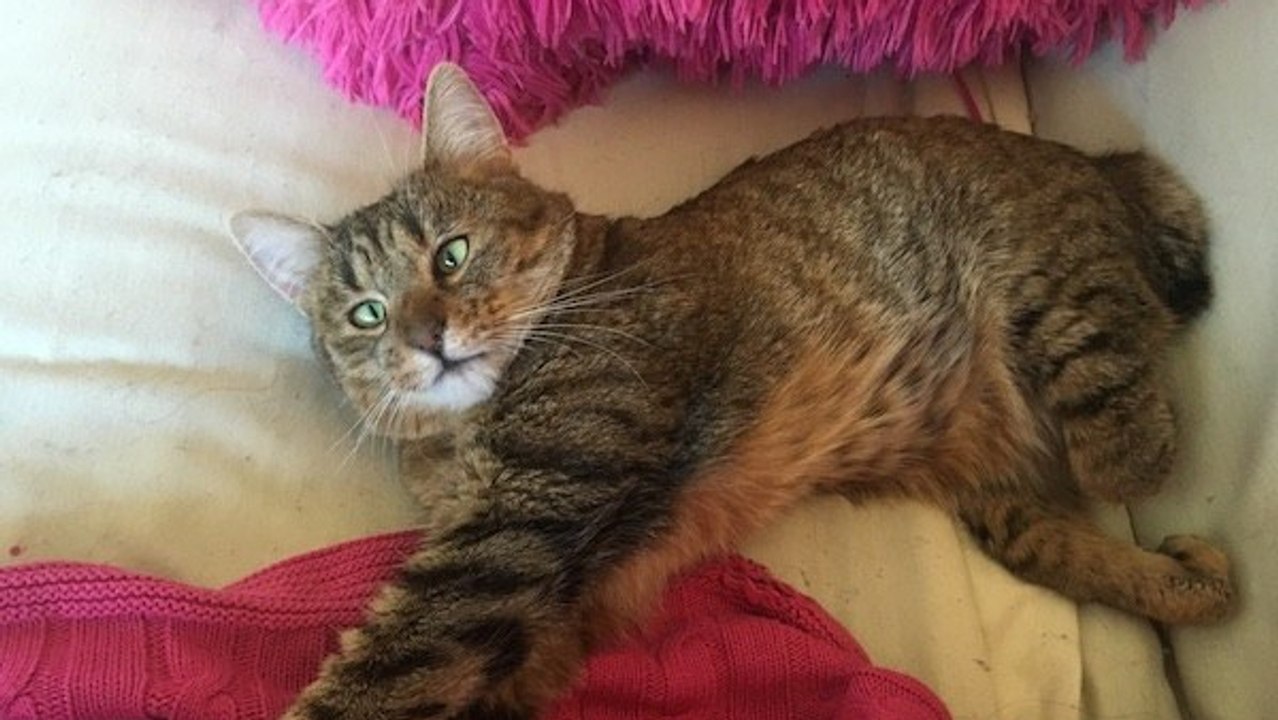Elizabeth Rizki adoptiert eine herzallerliebste Katze mit Handicap: Belle schielt und ihre Hinterläufe sind verformt