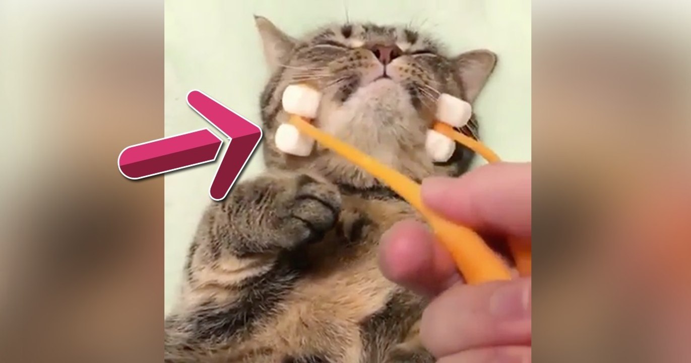 Sie versucht ihre Katze mit diesem Teil zu massieren. Doch die Reaktion ist einfach göttlich!
