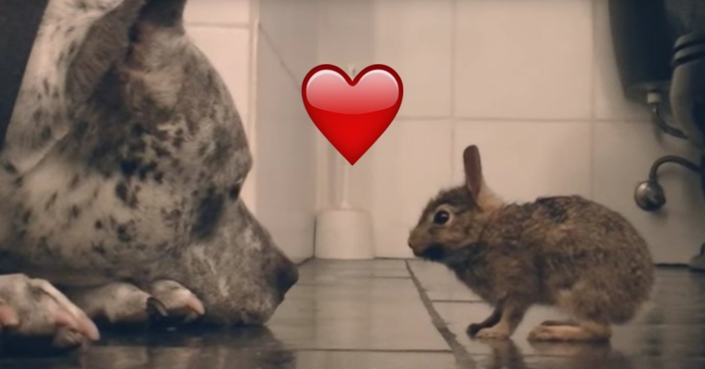 Der pitbull entdeckt das kleine häschen. was folgt, wird dich mehr als erstaunen!