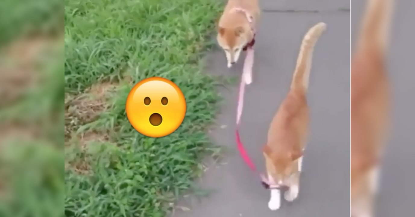 Die Katze führt ihren Freund Gassi. Als er wegrennen möchte, reagiert sie einfach genial!