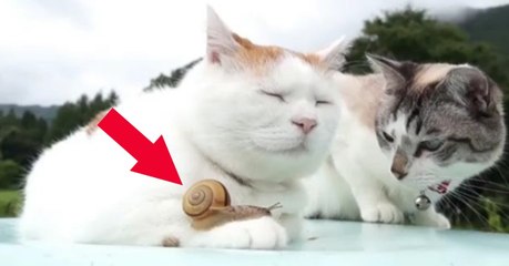 Momo hat seinen Freund auf der Pfote und ist tiefenentspannt. Doch Schnucki ist total aus dem Häuschen und versucht...
