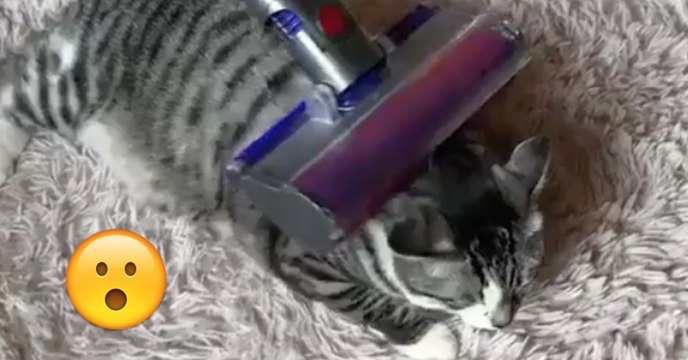 Das ist die einzige Katze, die keine Angst vor dem Staubsauger hat.