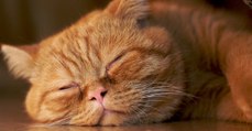 Ihre Katze schläft, dann bewegt sich plötzlich etwas unter ihrer Haut!