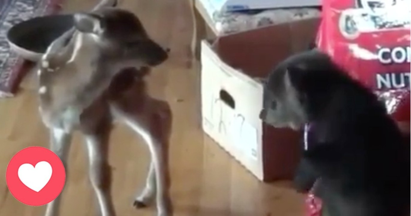 Diese beiden Findelkinder treffen zum ersten Mal aufeinander. Das Bärenjunge reagiert auf eine ganz einzigartige Art und Weise!