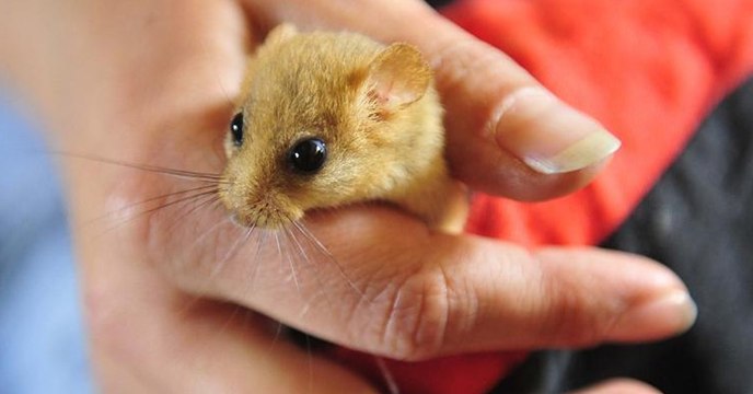 Sie finden ein Mäuschen. Was es für lustige Geräusche macht, das hört man nicht alle Tage!