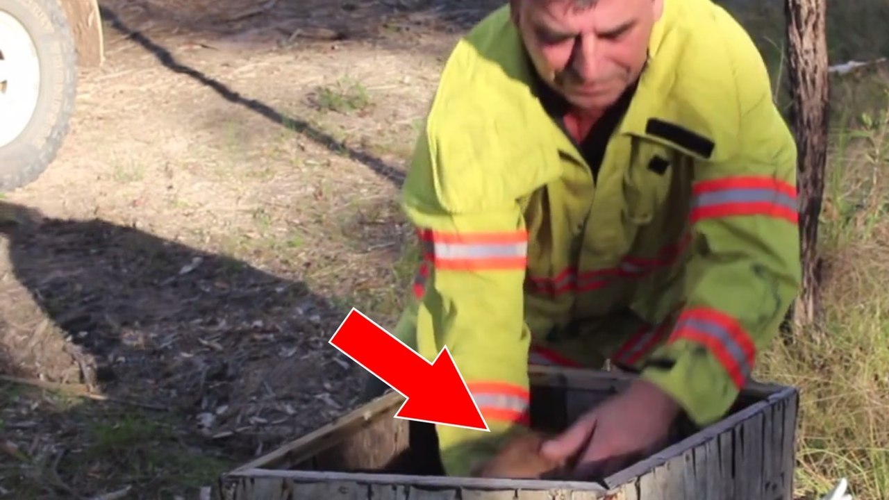 Eine studentin filmt die tragische situation, als ein feuerwehrmann eine sonderbare kiste mitten im wald findet!