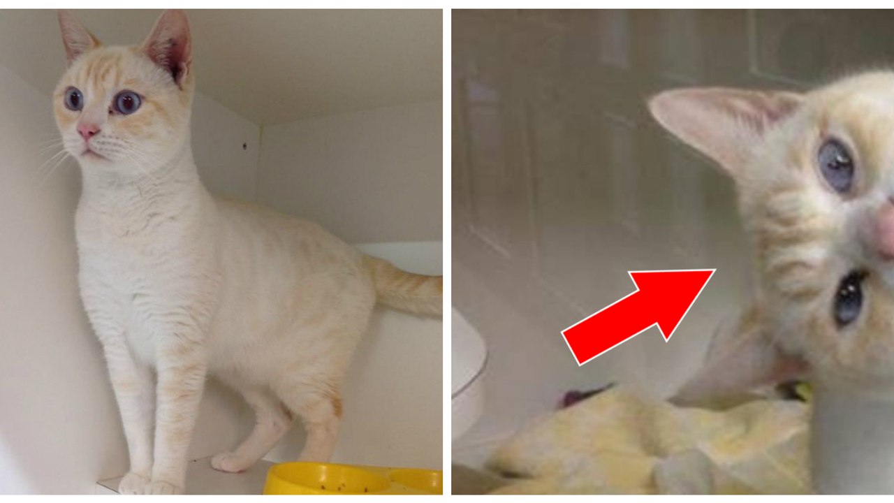 Ein Kater kommt ins Tierheim, doch entwickelt schnell eine Technik, um Aufmerksamkeit zu erregen und adoptiert zu werden!