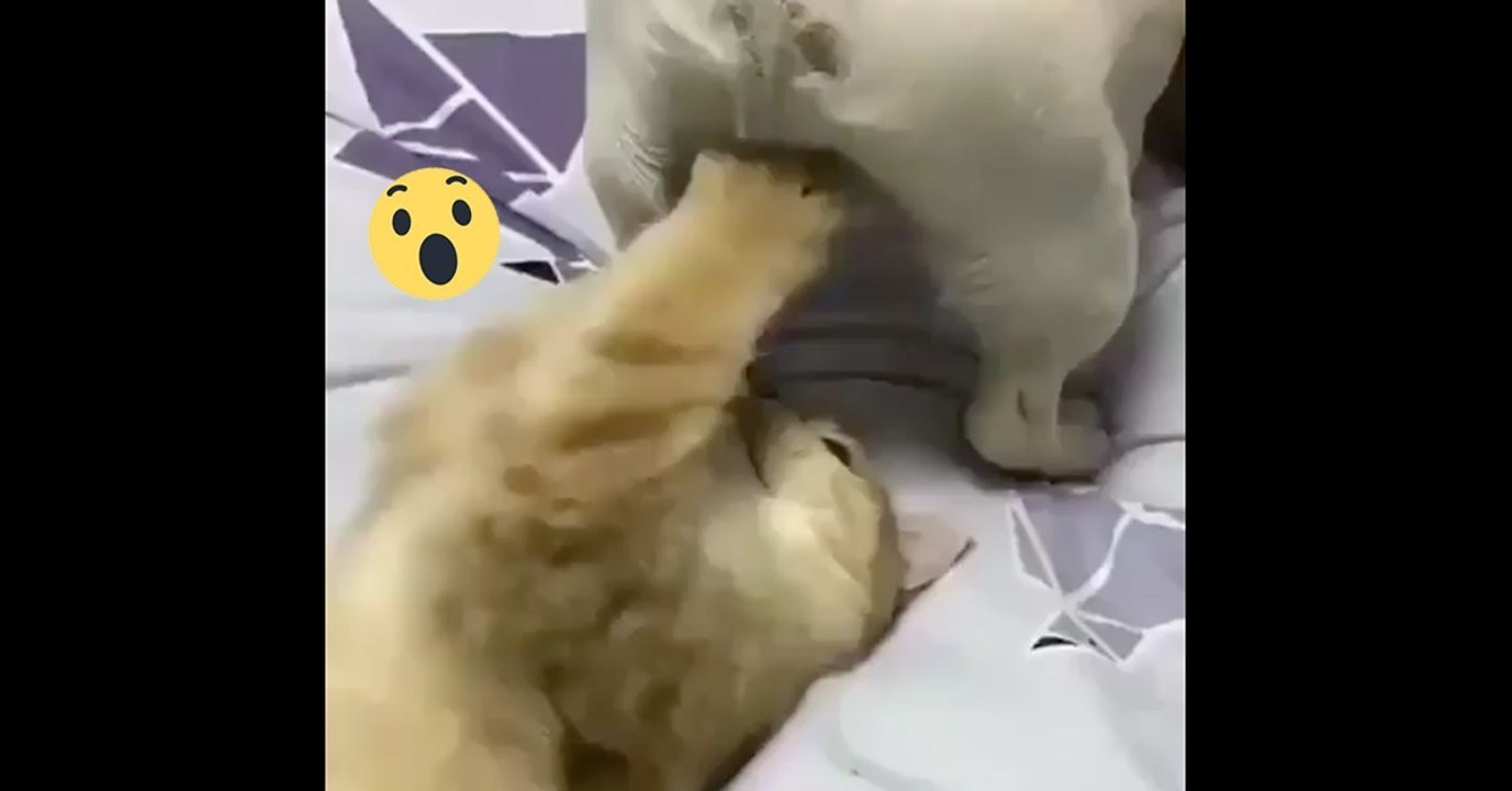 Die Katze hat ein neues Lieblingsspielzeug. Doch sobald ihr erkennt, was sie alles damit macht, werdet ihr lachen müssen!