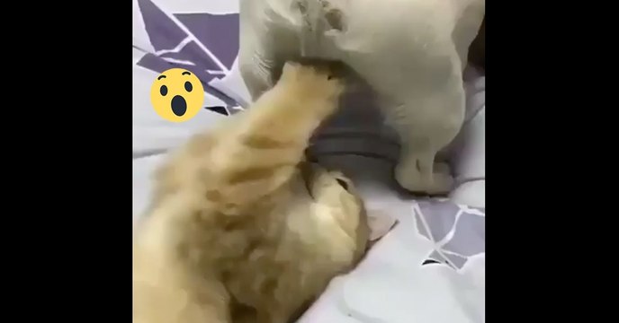 Die Katze hat ein neues Lieblingsspielzeug. Doch sobald ihr erkennt, was sie alles damit macht, werdet ihr lachen müssen!