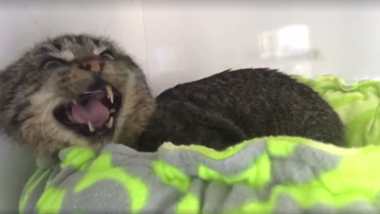 Diese ängstliche und aggressive Katze verwandelte sich in einen sanften Babysitter für Kätzchen!