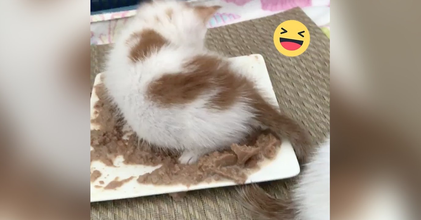 Das Kätzchen lernt selbstständig zu essen. Frauchen ist davon weniger begeistert...