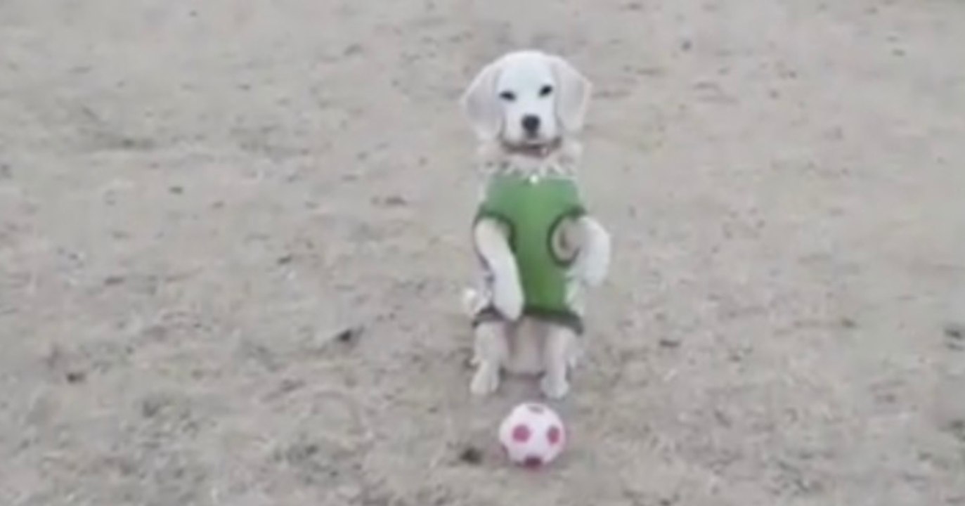 Sie wirft ihrem Welpen einen Ball zu, doch er reagiert unglaublich!