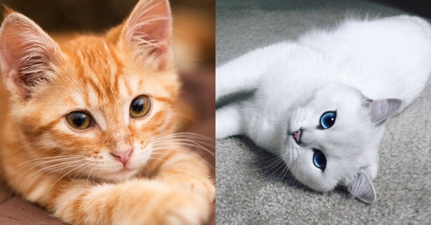 Du liebst gefleckte Katzen oder Schwarze? Das sagt, dein Fellknäuel tatsächlich über dich aus!