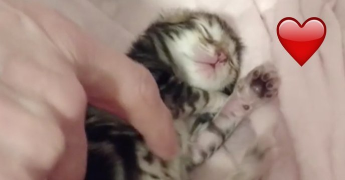 Das ist die süßeste Kätzchen-Streicheleinheit, die du heute sehen wirst! Was ist das kleine Bäuchlein süß!