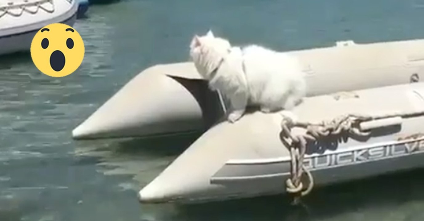 Die Katze sitzt ganz ruhig auf dem Boot. Was sie gleich macht, wird dich mehr als staunen lassen!