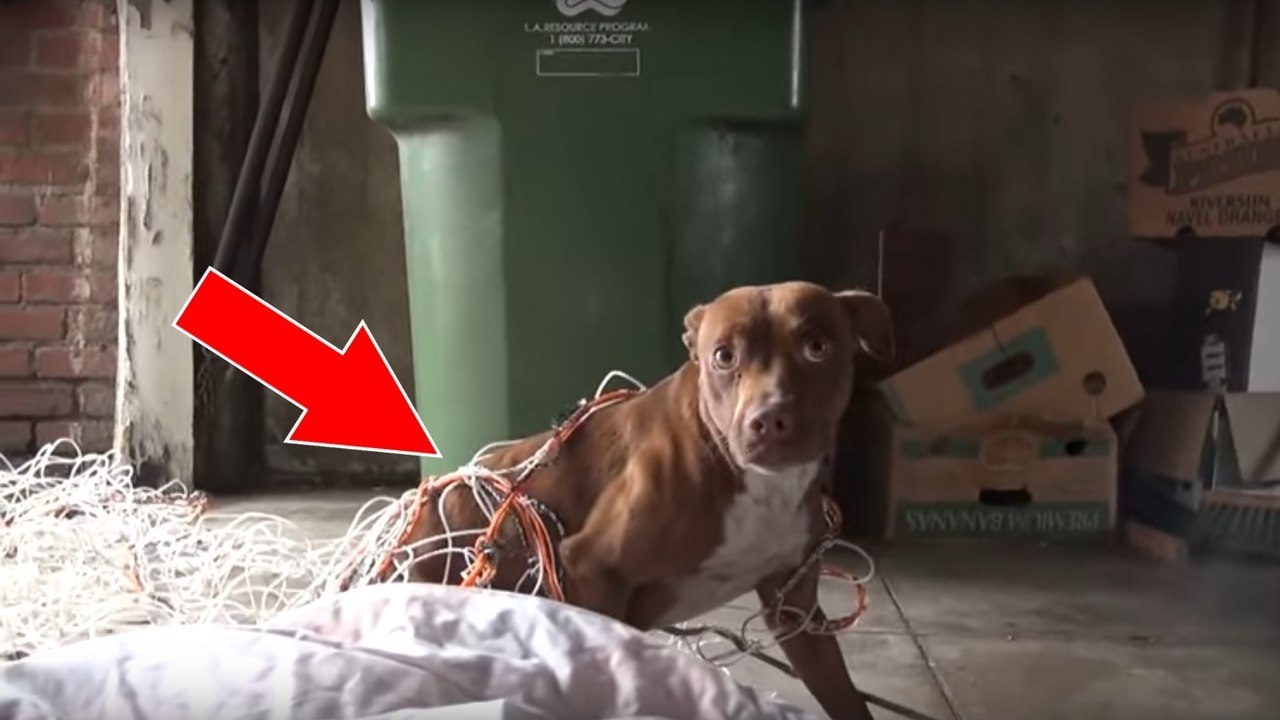 Die Hündin hat sich in einem Netz verfangen. Doch als sie sieht, wie der Mann sich ihr nähert, fängt sie schrecklich an zu zittern...