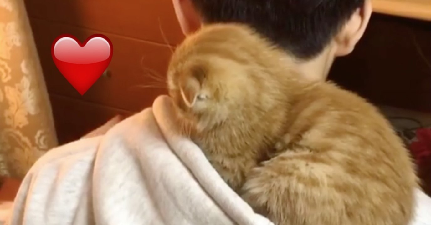 Das Kätzchen ist in der Kapuze eingeschlafen. Was folgt, ist einfach zu süß!