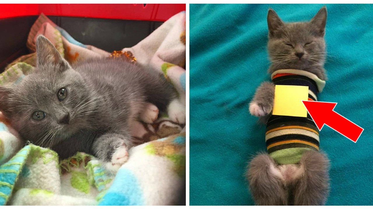 Ein Kätzchen kommt mit nur drei Beinchen und einem schweren Herzfehler zur Welt und soll eingeschläfert werden