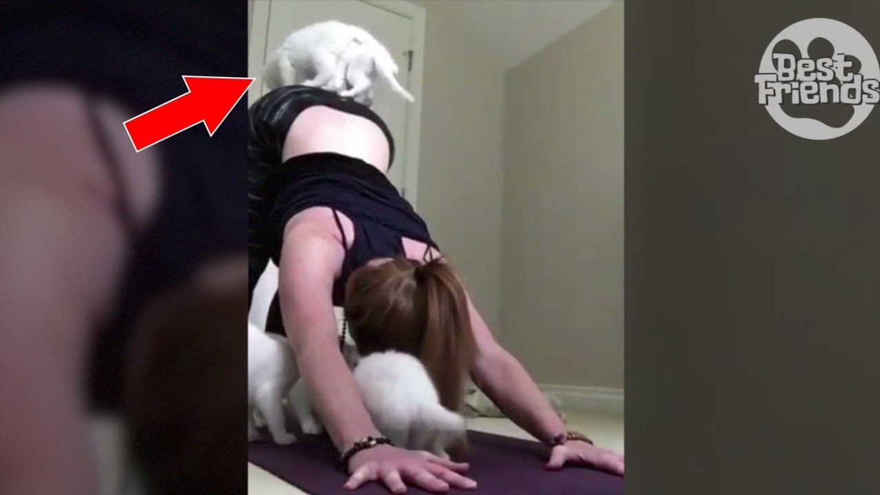 Vier verschmuste und verspielte Kätzchen stören die Yoga-Übung ihres Frauchens