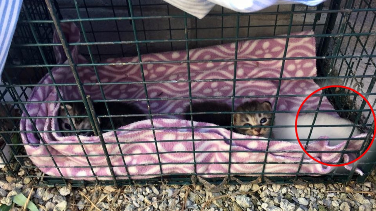 Frau findet zwei verlassene Kätzchen. Doch nebenan liegt etwas Weißes und sie bekommt es mit der Panik zu tun!
