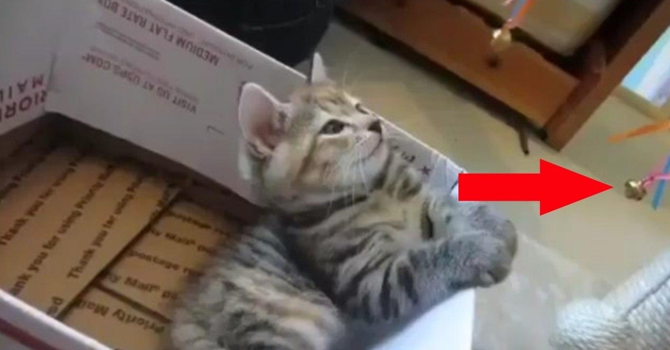 Das Kätzchen ist ganz hypnotisiert von der Glocke. Was gleich passiert, wird euch zum Schmunzeln bringen!