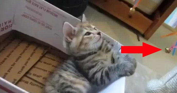 Das Kätzchen ist ganz hypnotisiert von der Glocke. Was gleich passiert, wird euch zum Schmunzeln bringen!