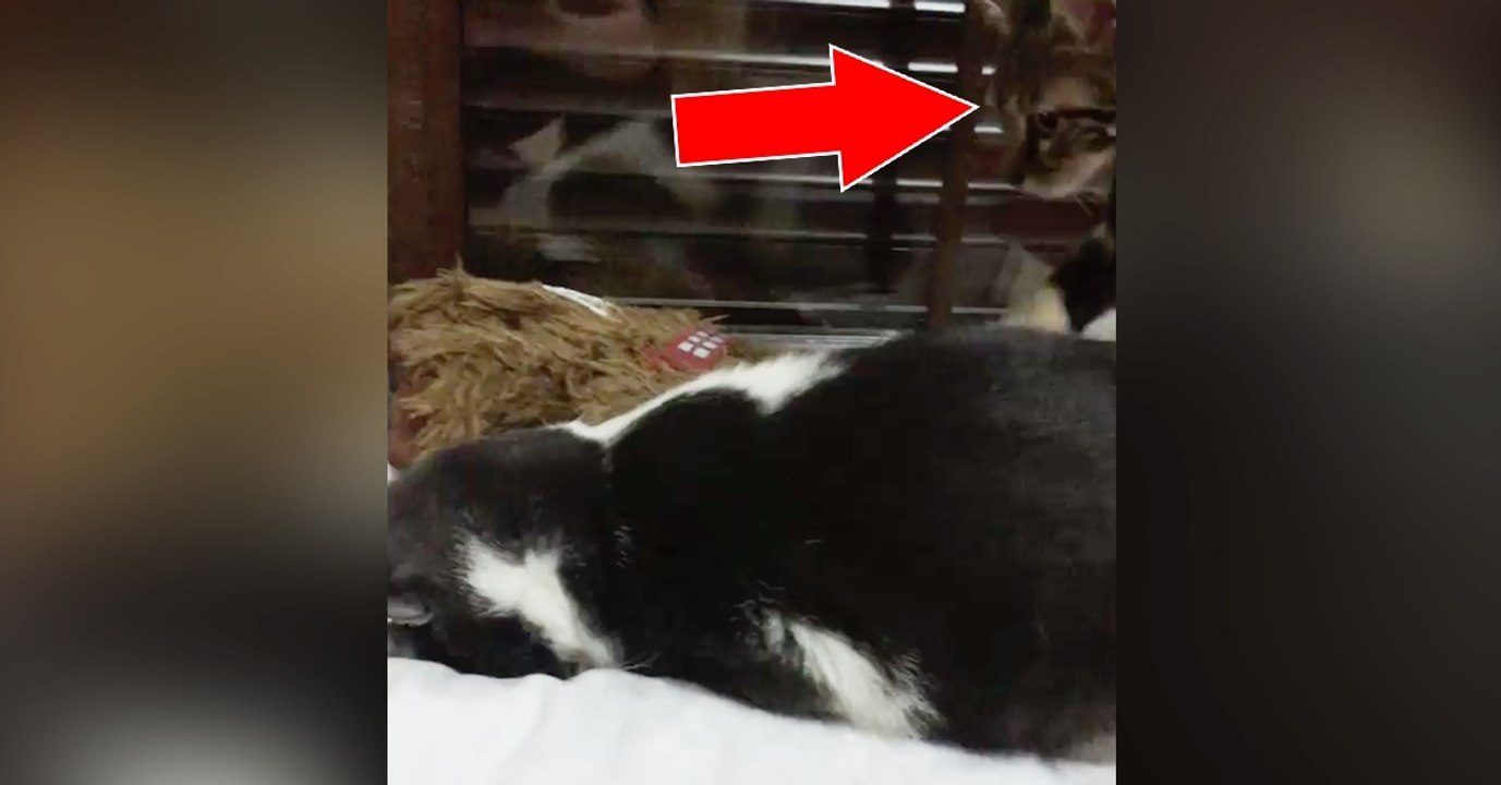 Wenn du absolut keinen Bock auf nichts hast. Und dann kommt dein kleiner Nerv-Bruder....